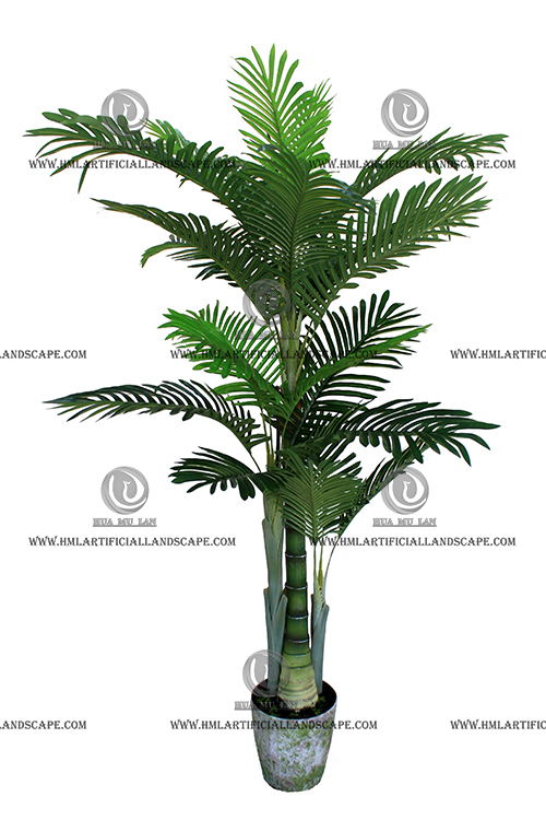 ARECA PALM