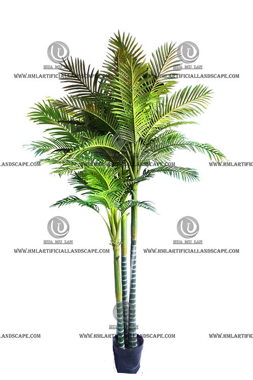 ARECA PALM