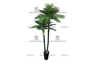 ARECA PALM