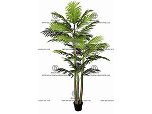 ARECA PALM 