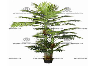 ARECA PALM 