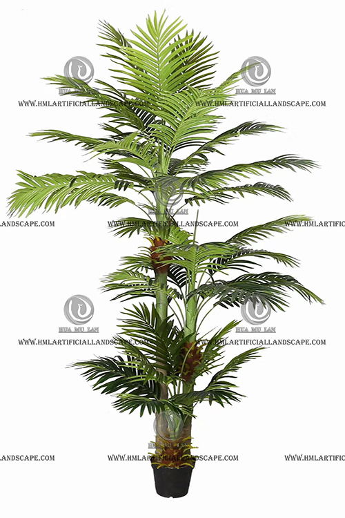 ARECA PALM 