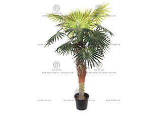 FAN PALM