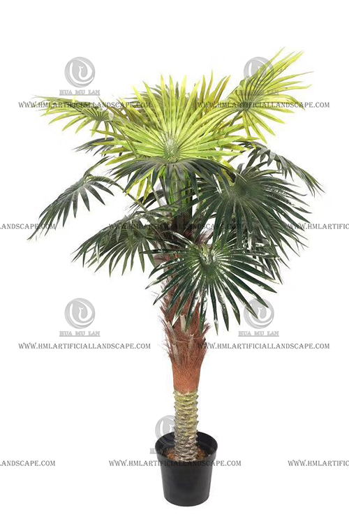 FAN PALM