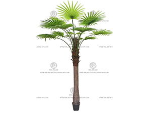FAN PALM 