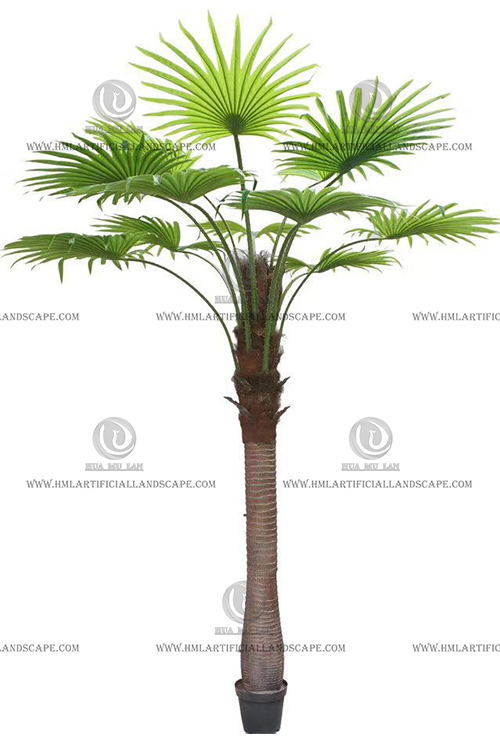 FAN PALM 