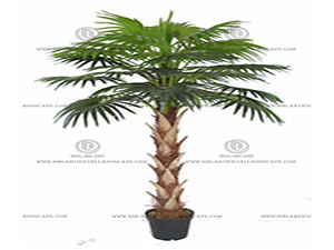 FAN PALM