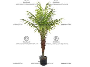 PHOENIX PALM