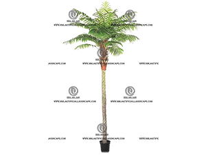 PHOENIX PALM