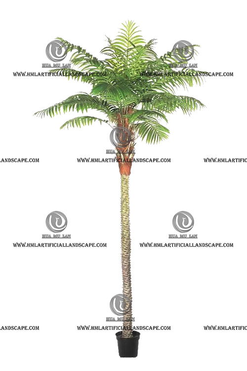 PHOENIX PALM