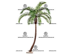 PHOENIX PALM