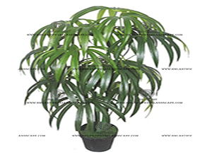 FORTUNEI PALM