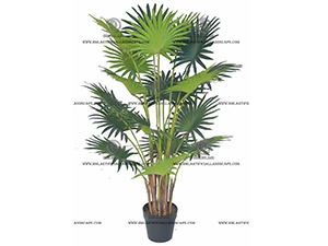 FORTUNEI PALM