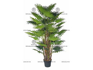 FORTUNEI PALM