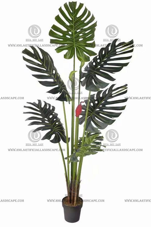 MONSTERA PLANT