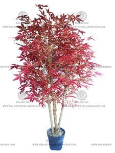 MAPLE TREE