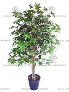 MAPLE TREE