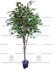 MAPLE TREE