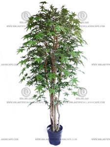 MAPLE TREE
