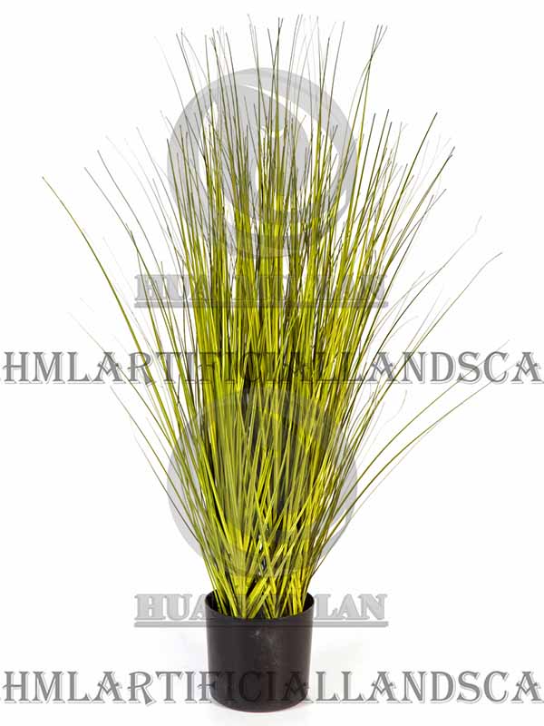ONION GRASS