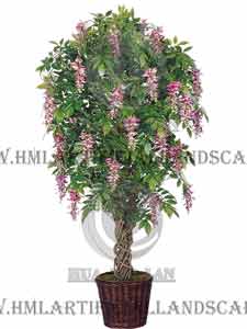 BEAN FLOWER TREE